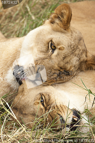 Image of Pair of muzzles