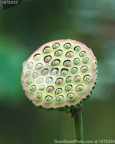 Image of Fruit of White Lotus 