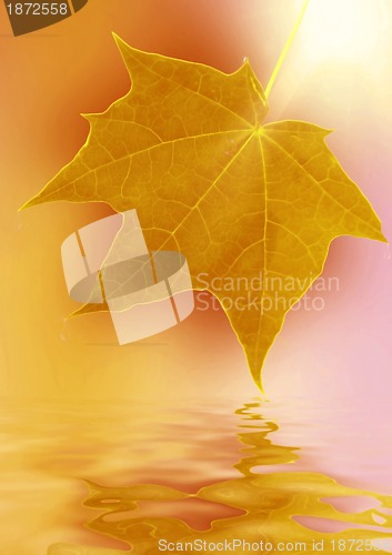Image of autumn maple leaf