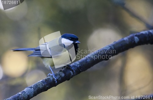 Image of great tit