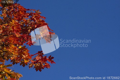 Image of maple leaves in fall