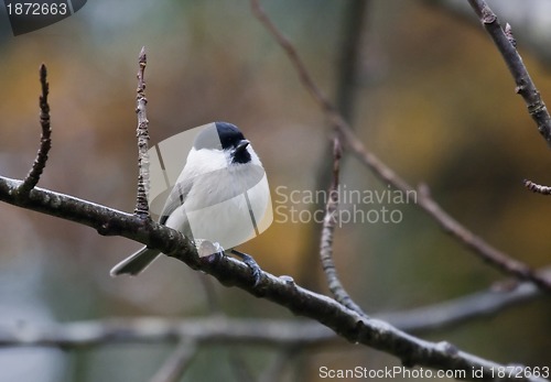 Image of marsh tit