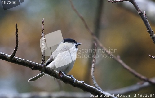 Image of marsh tit