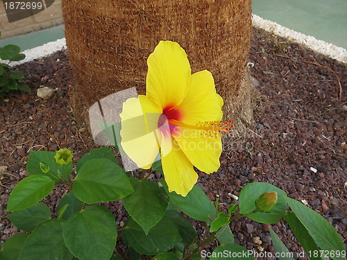 Image of Hibiscus flower