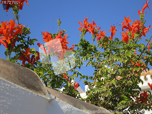 Image of Beautiful flowers