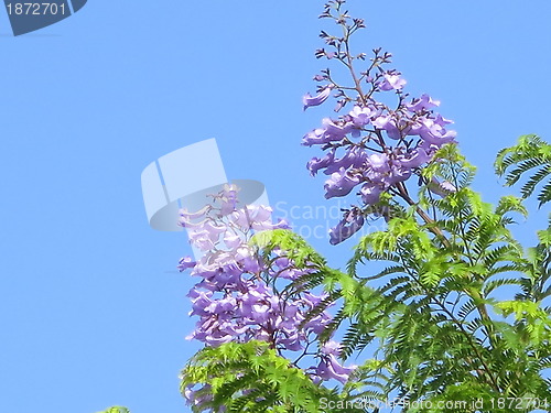 Image of Blue flowers - blue sky