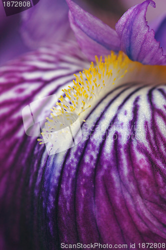 Image of Iris