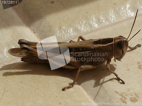 Image of Grasshopper