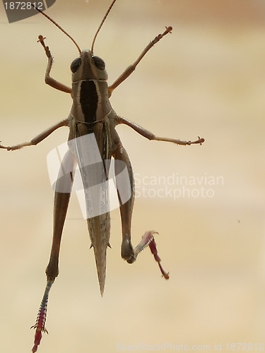 Image of Grasshopper