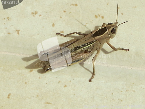 Image of Grasshopper