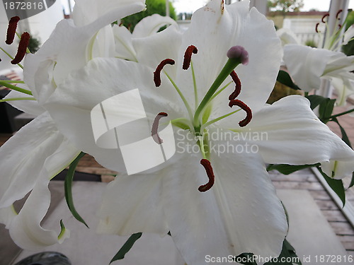 Image of White Lilies