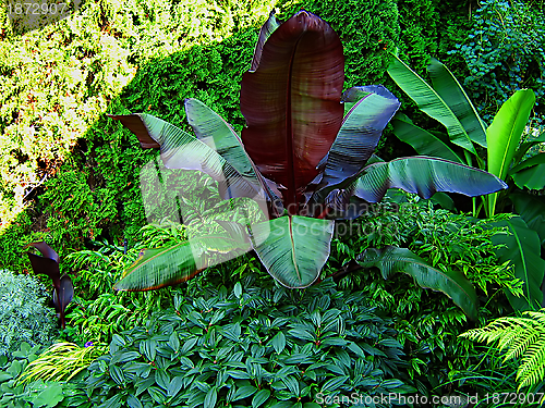 Image of Garden Vegetation