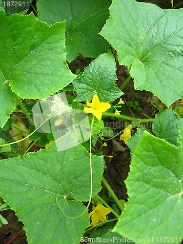 Image of Flower of a cucumber with leaves