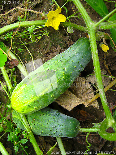 Image of Fruits of a cucumber on a bed