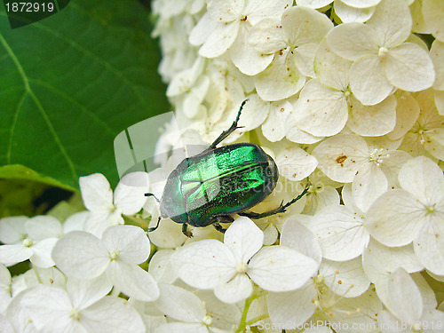Image of The motley green bug on the white leaves