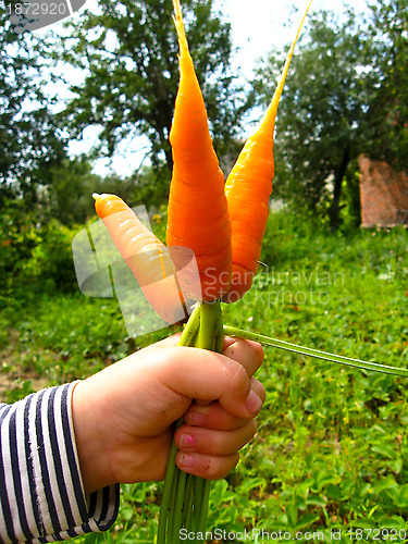 Image of Hand with a bunch of carrots