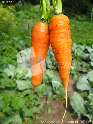 Image of a bunch of pulled out carrots