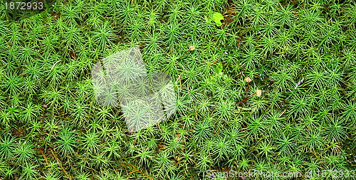 Image of green moss