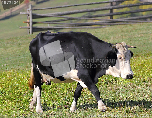 Image of holstein in meadow