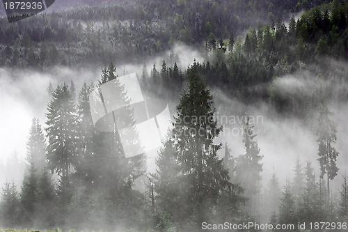 Image of spruces in the mist