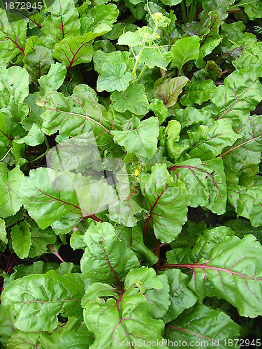 Image of Green bed of the fresh beet