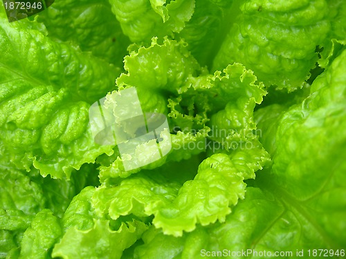 Image of Green leaves of useful lettuce