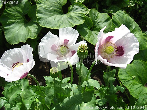 Image of The beautiful  three flowers of a poppy