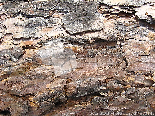 Image of Dark bark of the pine