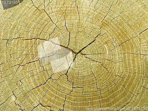 Image of Pattern on a cut of a tree