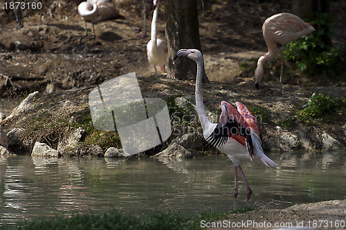 Image of Pink Flamingo