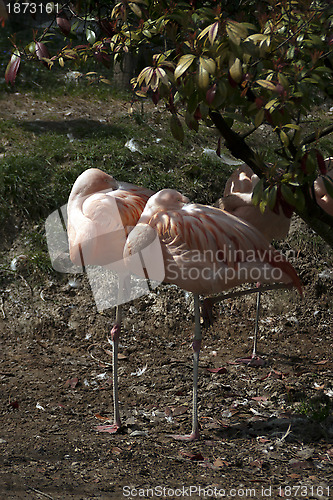 Image of Pink Flamingo