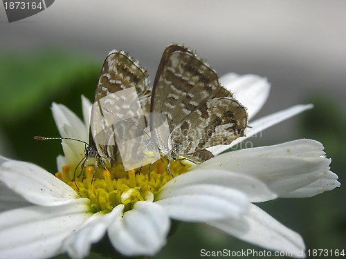 Image of pair of butterflies on flower