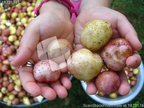 Image of the harvest of potatoes