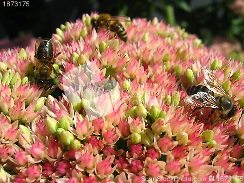 Image of bees collecting nectar on the flower