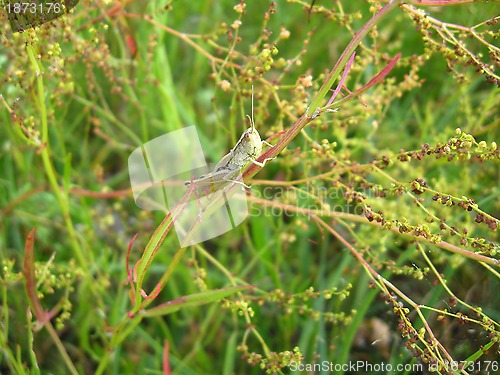 Image of Grey grasshopper