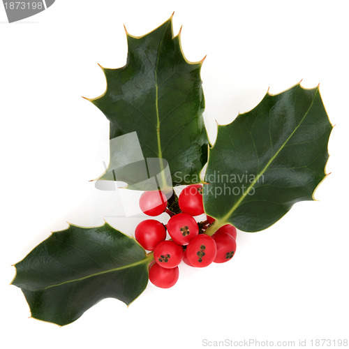 Image of Holly