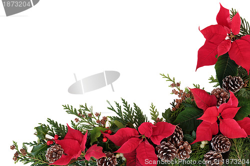 Image of Poinsettia Flower Border