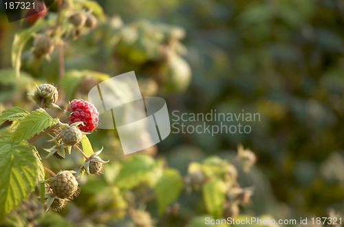 Image of Raspberry bush