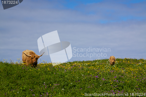 Image of Highland cows