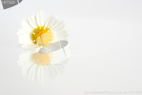 Image of Daisy