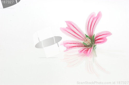 Image of Pink Flower