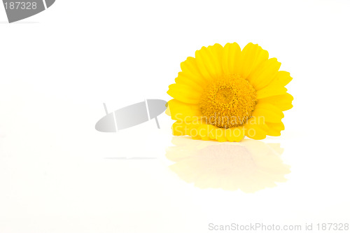 Image of Flower