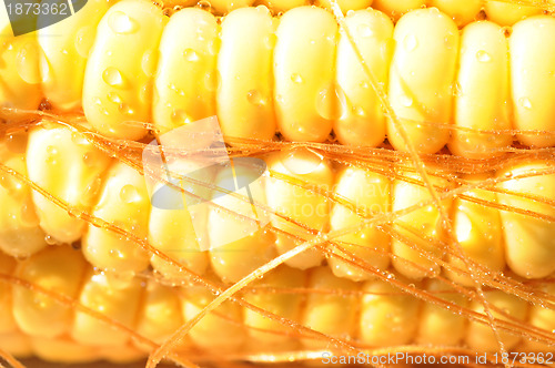 Image of Macro view of corn cob