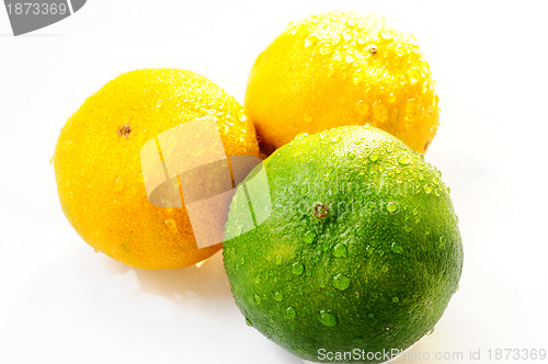 Image of Oranges