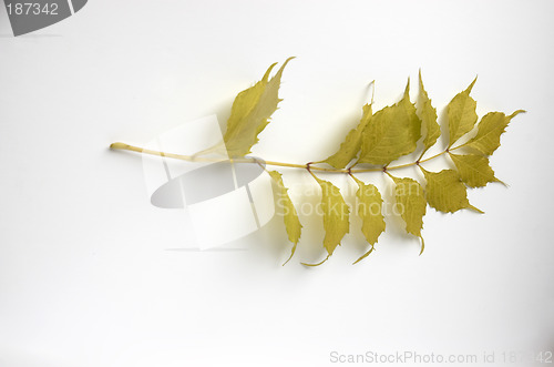 Image of Autumn leaf
