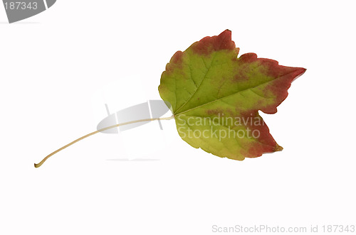 Image of Autumn leaf