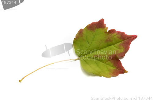 Image of Autumn leaf