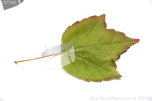 Image of Autumn leaf