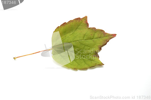 Image of Autumn leaf
