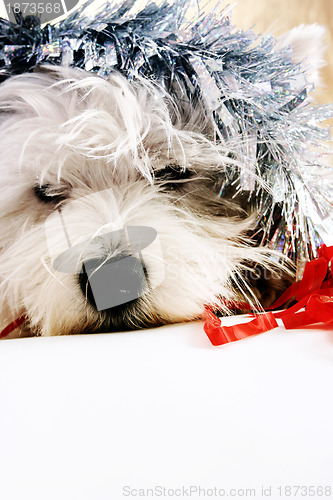 Image of White puppy